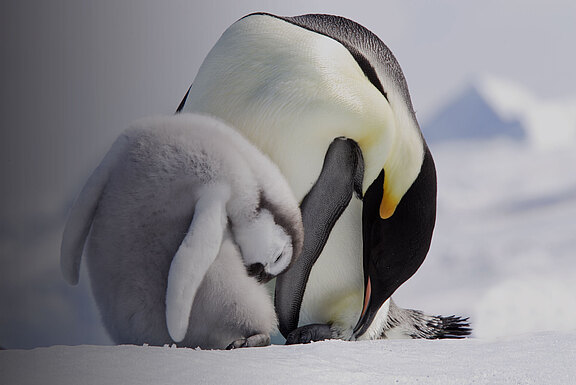 Pinguin Vater mit Küken